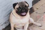 May 2021 cute pug desktop calendar wallpaper