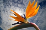 Strelitzia reginae pictures desktop wallpaper