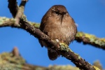 Birds Wren Pictures
