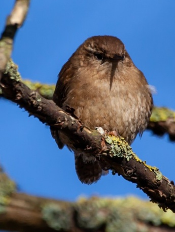 Birds Wren Pictures