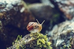 HD snail pictures