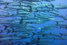 沙丁鱼群图片桌面壁纸