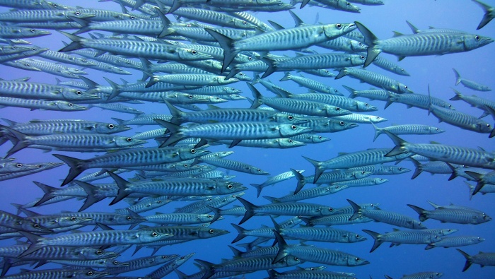 Sardine school pictures desktop wallpaper