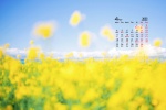 2022年4月护眼油菜花桌面日历壁纸