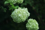 First blooming hydrangeas pictures and photography
