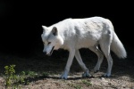 Pictures of healthy Arctic wolves