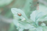 March 2022 elegant, simple and fresh desktop calendar wallpaper