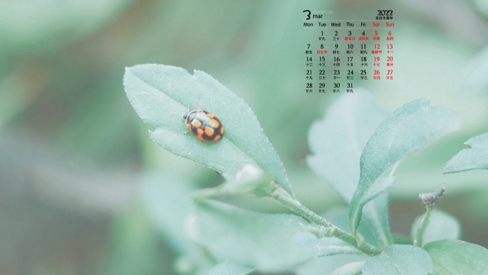 2022年3月淡雅素淨小清新桌麵日曆壁紙