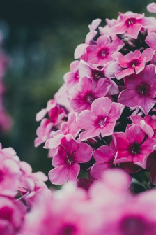 近距花卉攝影圖片高清手機壁紙