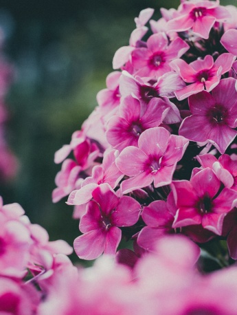 近距花卉摄影图片高清手机壁纸