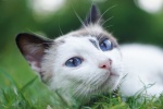 Outdoor wildcat photography pictures desktop wallpaper