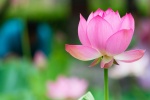 Lotus blooming in the pond picture desktop wallpaper
