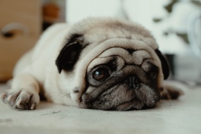 HD pug pictures desktop wallpaper