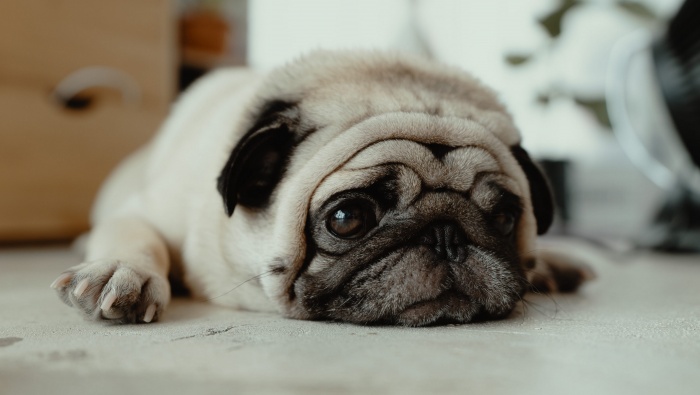 HD pug pictures desktop wallpaper