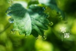 Fresh and eye-protecting scenery wallpaper of the cold dew solar term