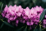 Rhododendron pictures desktop wallpaper