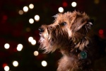 Irish Terrier Pictures