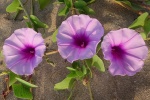 Purple morning glory pictures desktop wallpaper