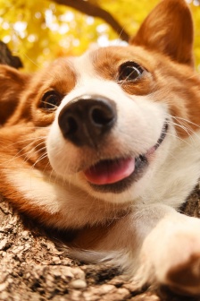 可愛的小狗狗手機壁紙圖片