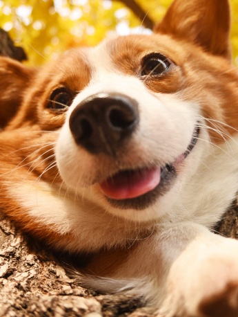 Cute puppy mobile wallpaper picture