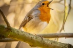 Robin on a branch picture