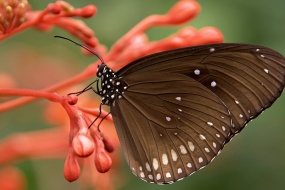 Flying butterfly pictures desktop wallpaper