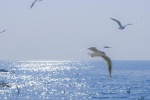 Seagulls at sea pictures desktop wallpaper