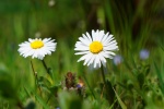 Beautiful HD Daisy Pictures Desktop Wallpaper