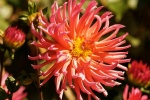 HD dahlia pictures
