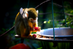 Squirrel monkey pictures