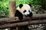Cute giant panda baby