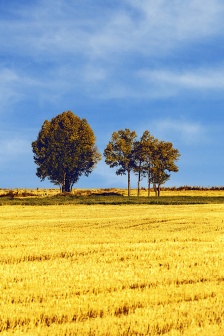 Autumn harvest wheat field beautiful scenery mobile wallpaper