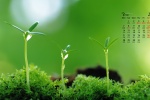 Eye-protecting green plants HD desktop calendar wallpaper for March 2022