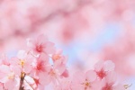 春日粉色櫻花手機壁紙