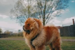Chow Chow Pictures Chow Chow Pictures