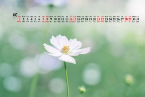 Elegant and fresh desktop calendar wallpaper for August 2021
