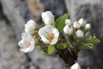 Fresh and elegant pear blossom pictures desktop wallpaper