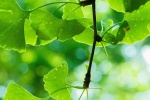 Green small fresh eye protection mobile wallpaper
