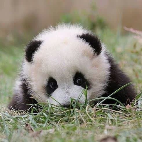 国宝熊猫可爱头像
