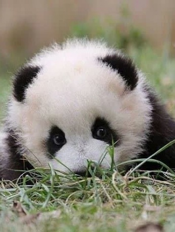 国宝熊猫可爱头像