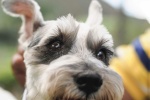 Cute and cute Schnauzer pictures