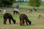 Alpaca pictures tame and cute alpaca pictures
