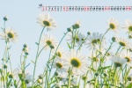 May 2021 fresh and elegant daisy desktop calendar wallpaper