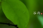 二十四節氣穀雨高清圖片