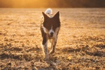 HD border collie pictures desktop wallpaper
