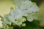 White as Jade Qionghua Macro Photography Picture Desktop Wallpaper