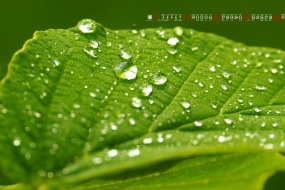 January 2022 eye-protecting green leaves raindrops calendar wallpaper