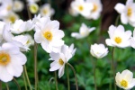 May 2022 Anemone HD Calendar Wallpaper