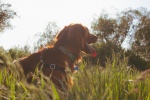 Irish Setter Dog Pictures Desktop Wallpaper