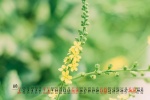 August 2021 small fresh flowers calendar wallpaper